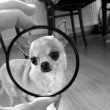 A window into Chihuahua's world