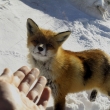 Pou�� je kr�sn� v tom, �e skr�v� studnu. Mal� princ